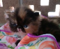 Adorable CFA-Registered Persian Kittens For Sale