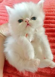 All white purebred persian kittens ready now