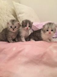 Adorable Persian Kitten Now Available.