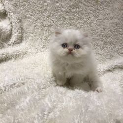 Adorable Persian Kittens For Adoption
