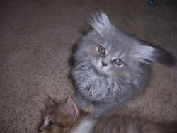 Lilac Tabby Male Persian Kitten