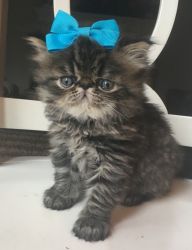 Gorgeous Purebred Male Persian kittens available