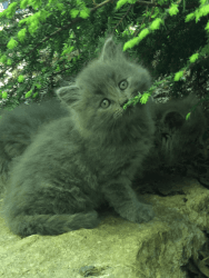 3/4 Persian Kittens