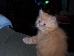 Red Tabby Male Persian Kitten