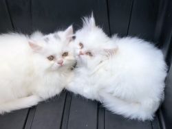 Persian kittens full bred