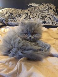DOLLFACE BLUE PERSIAN 12wks old
