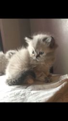 Adorable blue eyes Persian kittens