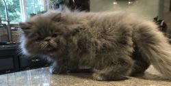 CFA Reg Solid Blue Persian Male- Available 9/12