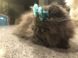 CFA Reg Solid Chocolate Persian Kittens- Available 9/12
