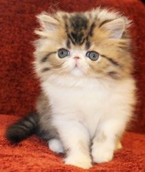 Persian Kittens - CFA Reg.