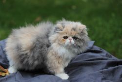 Persian kitten - Sandy, 3 months old SOLD