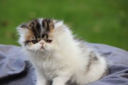 Persian kitten - Rhett, 2.5 months old SOLD