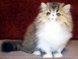 Persian Kittens - CFA Reg