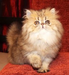 Golden Tabby Persian Female Kitten