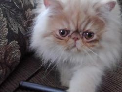 Cameo kittens Pure Bred Persians for Sale