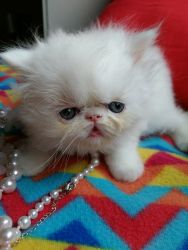 Adorable CFA-Registered Persian Kittens For Sale