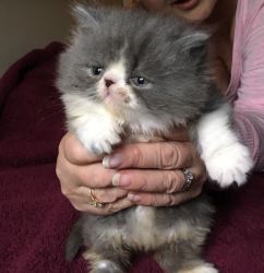Adirable persuan kittens for sale