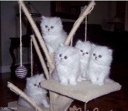 Charming Persian Kittens With Blue Eyes