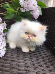Playful Male and Female Persian kittens
