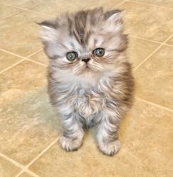 Gorgeous Persian kitten