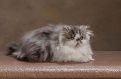 Persian kitten- Sylvester, 3 months old