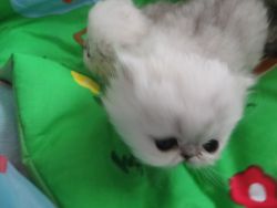 Georges Persian Kitten available