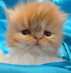 Gorgeous Persian Kittens