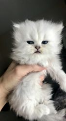 Silver shaded persian kittens