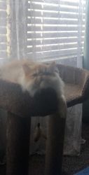 Meet coco 4 mons persian cat