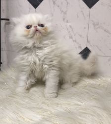 Beautiful white with blue eyes Persian male kitten