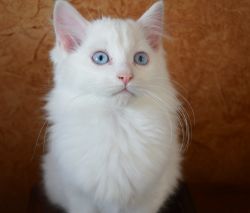 Persian/Ragdoll Kittens
