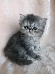 Purebred Persian Kitten