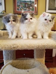 Pure persian kittens, 3 months old