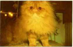 Persian kittens, young persian cats for sale