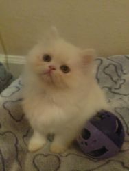 CFA Persian kittens ready for loving homes