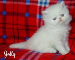 White Persian Kitten with Beautiful Blue Eyes