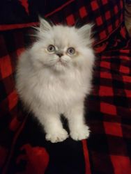 CFA Persian Kittens Available by New Year's