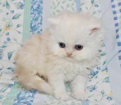 Cream, Pointed Persian Kitten Ready New Year