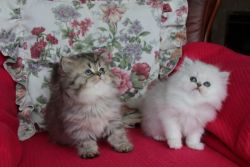 Male and Female Persian Kittens for X-mas
