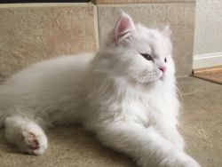 White Persian Kittens Ready Now