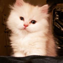 Chinchilla & Persian cats for sale