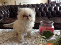 Persian kittens male and female vaccinated and dewormed contact or tex