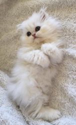 Adorable Persian kittens Available