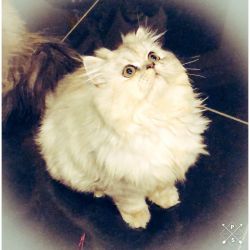 Persian Kitten - CFA Registered