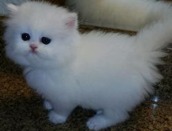 White dollface persian kittens