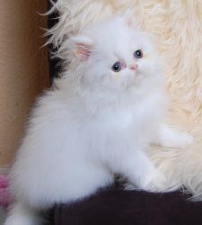 CFA white Persian kittens