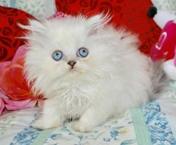 Pure breed Persian kittens