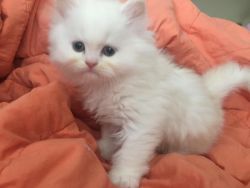Beautiful Teacup Persian Kittens.