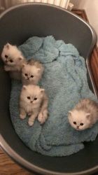 Beautiful Chinchilla Kittens