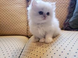 Female Cream-Point Persian Kitten